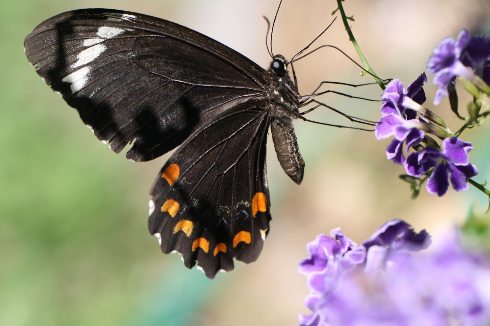 Canon EOS 1000D (EOS Digital Rebel XS / EOS Kiss F) sample photo. Butterfly, flower, nature photography