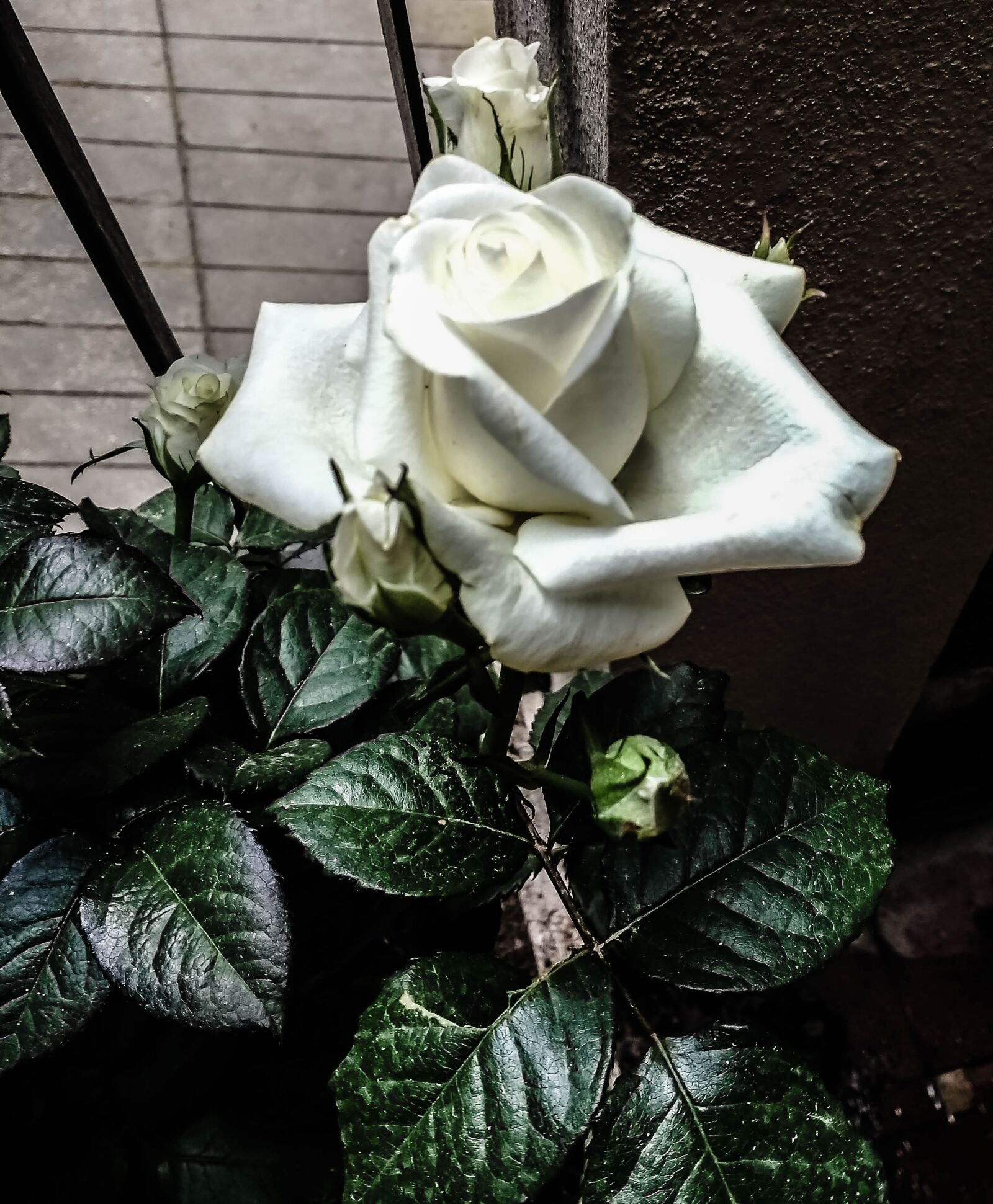 Motorola Moto G (4) sample photo. Rose, nature, white photography