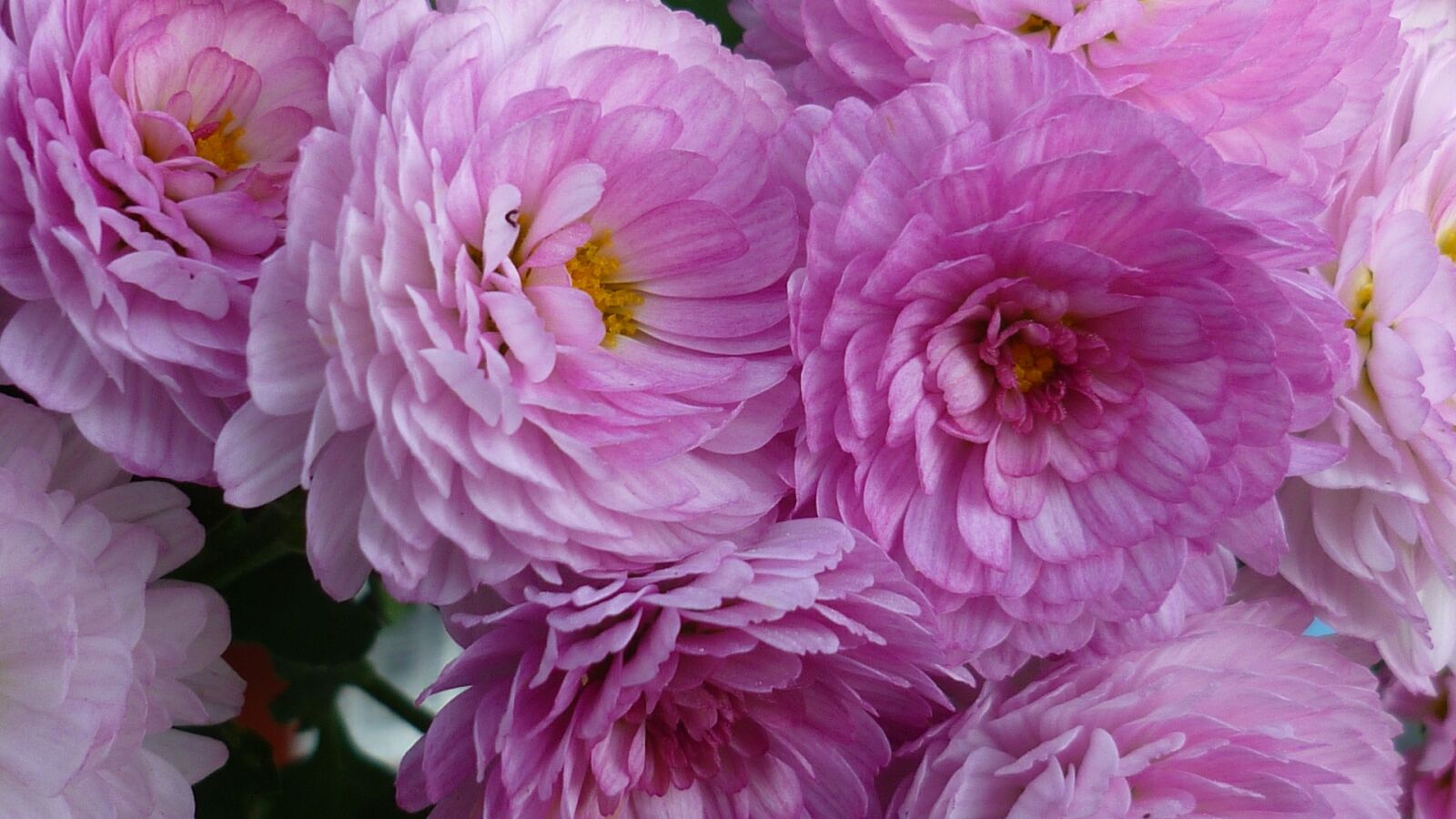 Panasonic Lumix DMC-FS6 sample photo. Aster, flower, blossom photography