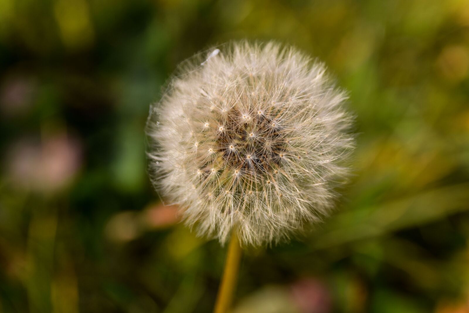 Nikon D5300 sample photo. Autumn, odkvitnutie, dandelion photography