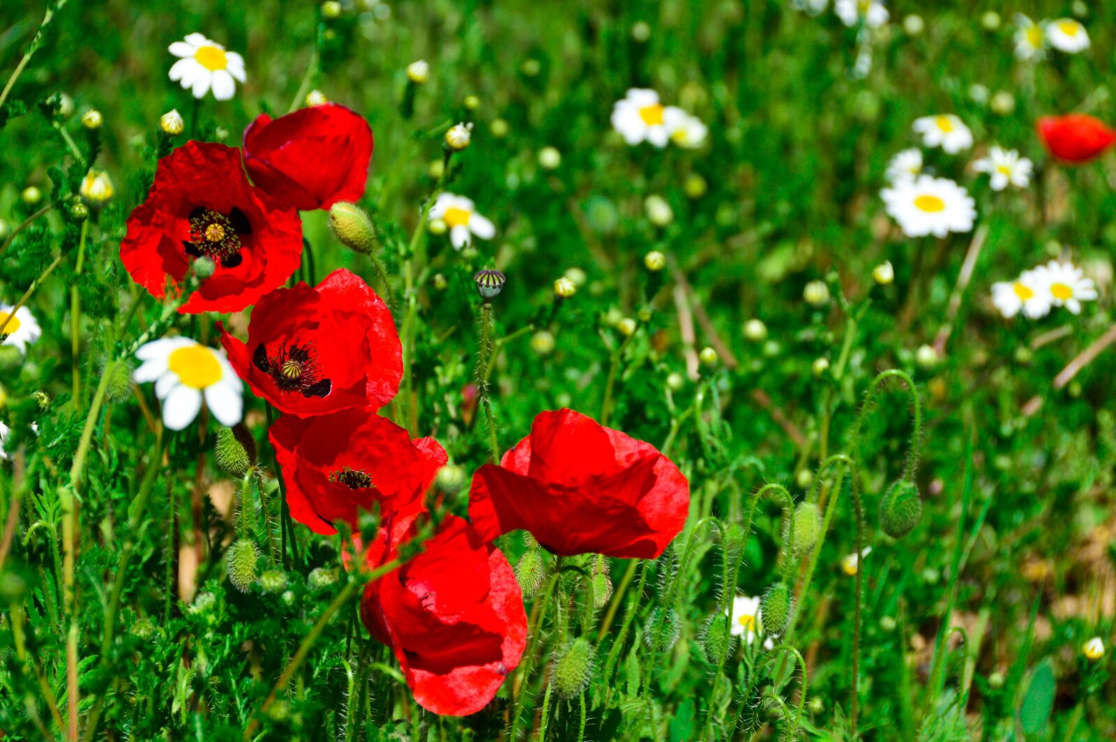 Nikon D3200 sample photo. Poppies, wild, spring photography