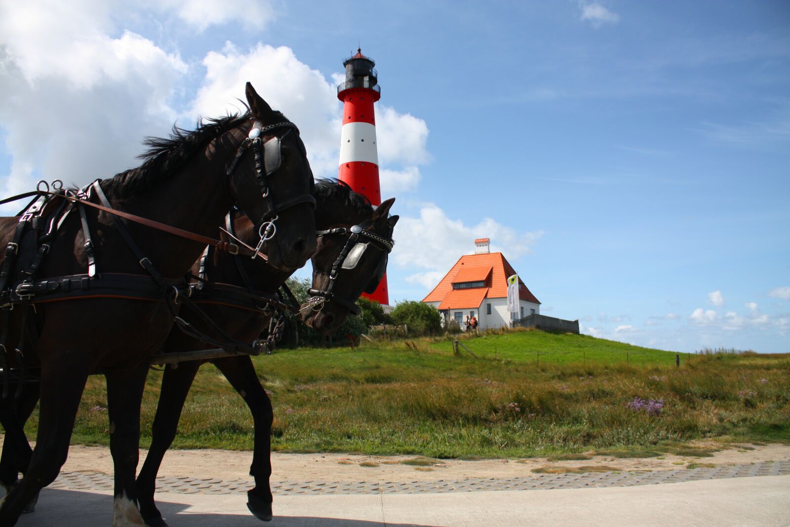 Canon EOS 450D (EOS Rebel XSi / EOS Kiss X2) sample photo. Horses, lighthouse westerhever, mecklenburg photography