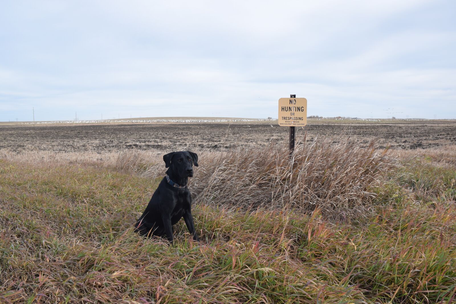 Nikon D3300 sample photo. Lab, black lab, black photography