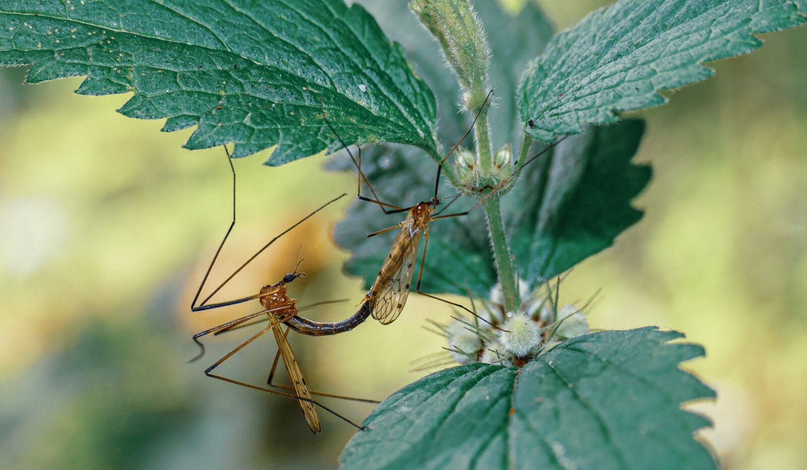 Panasonic Lumix DMC-FZ1000 sample photo. Insectes, nature, insect photography