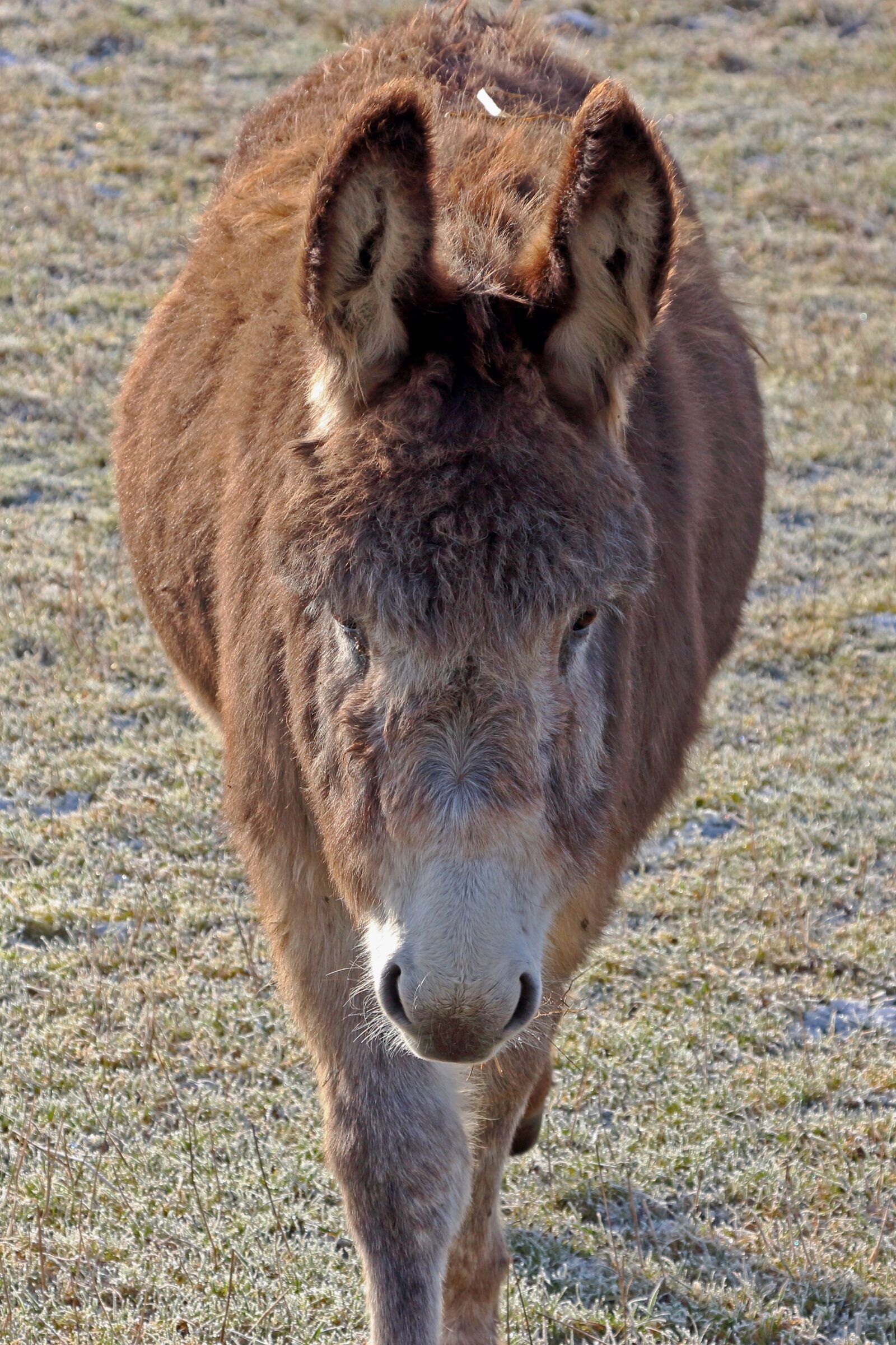Canon EOS 700D (EOS Rebel T5i / EOS Kiss X7i) sample photo. Donkey, muli, animal photography