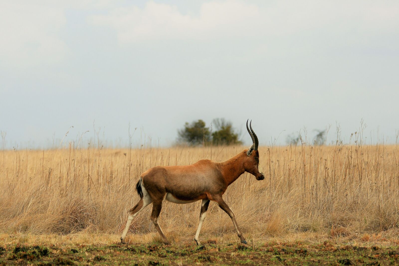 Canon EOS 400D (EOS Digital Rebel XTi / EOS Kiss Digital X) sample photo. Blesbok, antelope, animal photography
