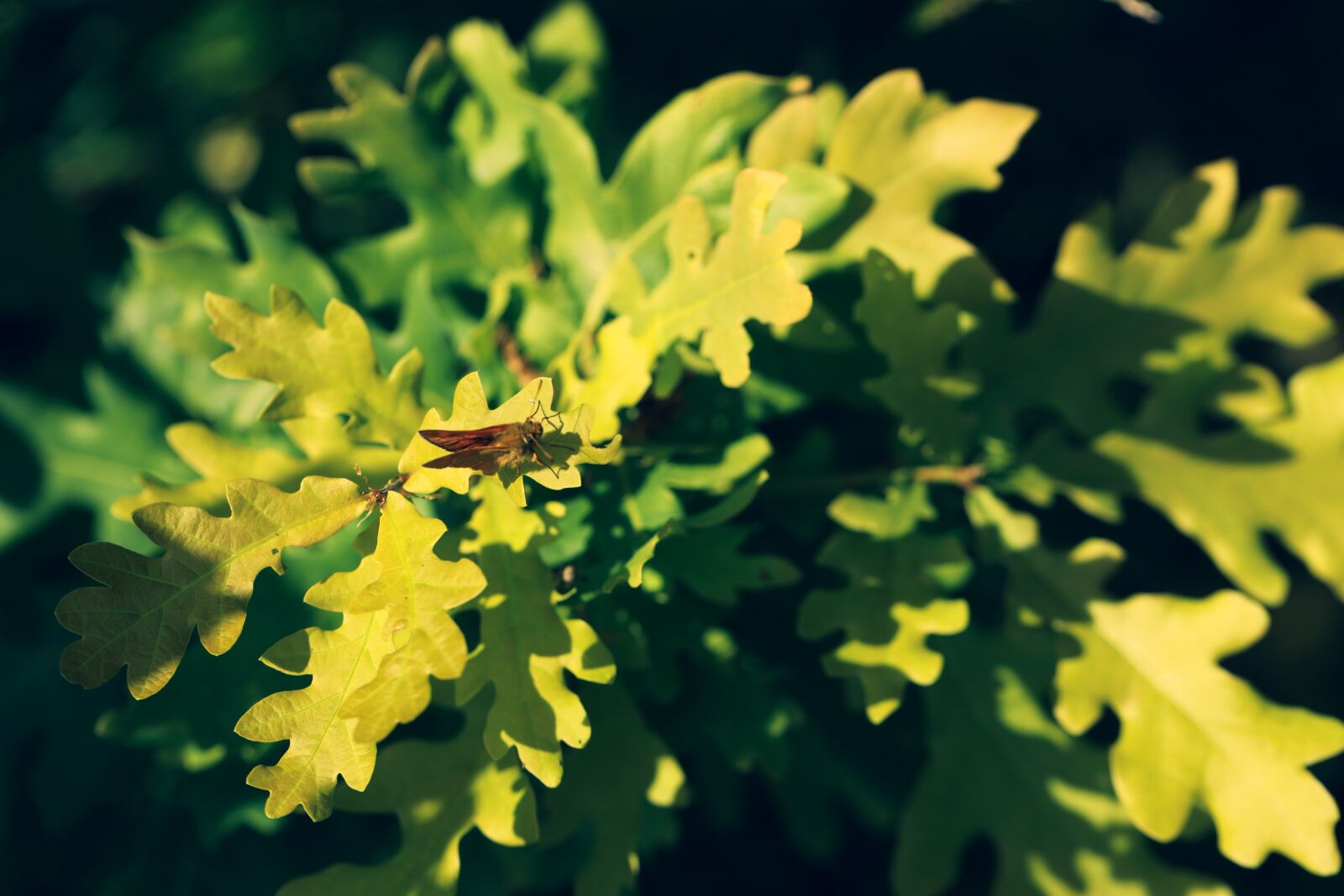 Canon EOS R + Canon EF 100mm F2.8L Macro IS USM sample photo. Plant, insect, bug photography