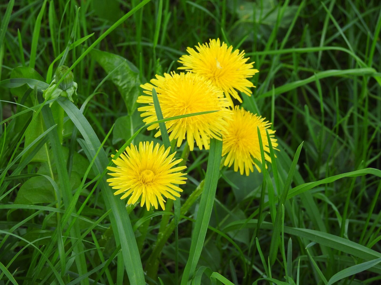 Nikon Coolpix P900 sample photo. Lawn, nature, summer photography