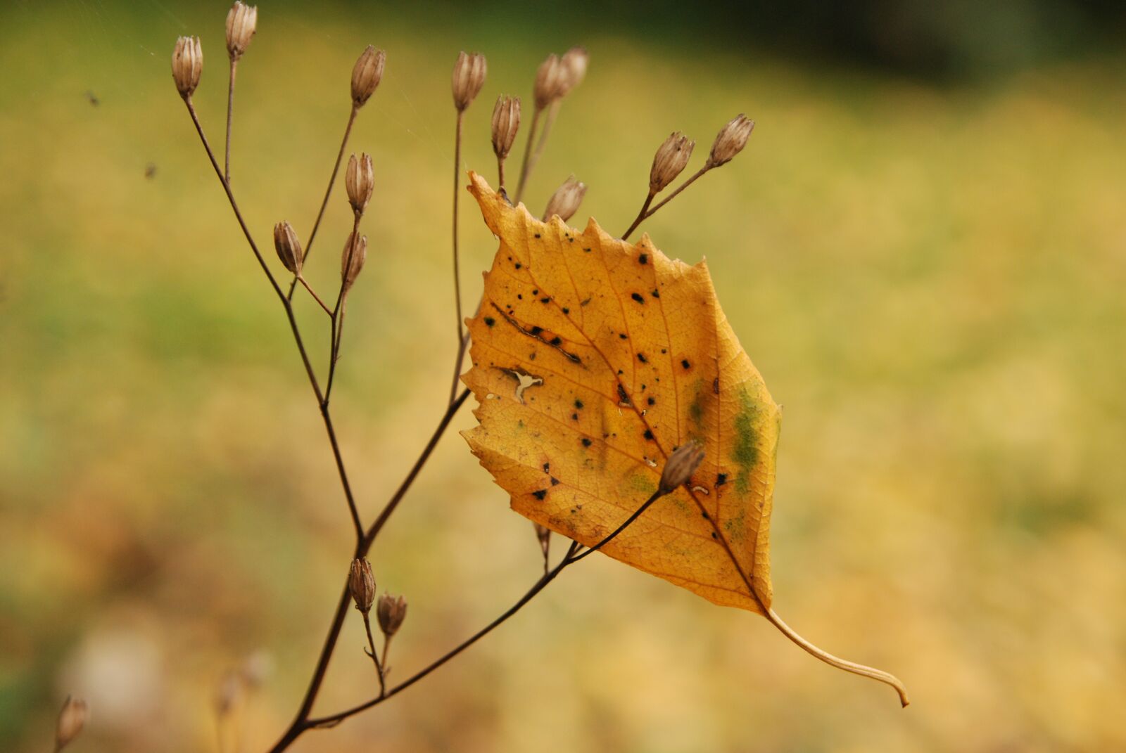 Nikon D80 sample photo. Nature, autumn, sheet photography