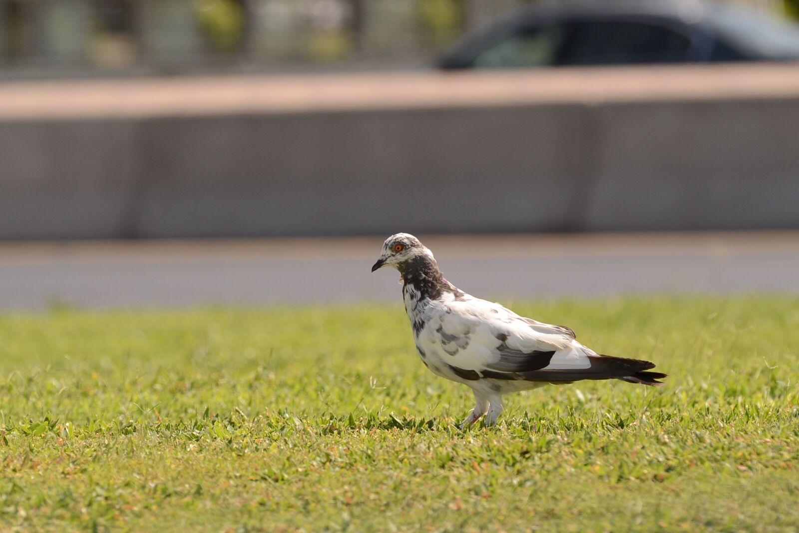 Nikon D3100 sample photo. Bird, wildlife, animal photography