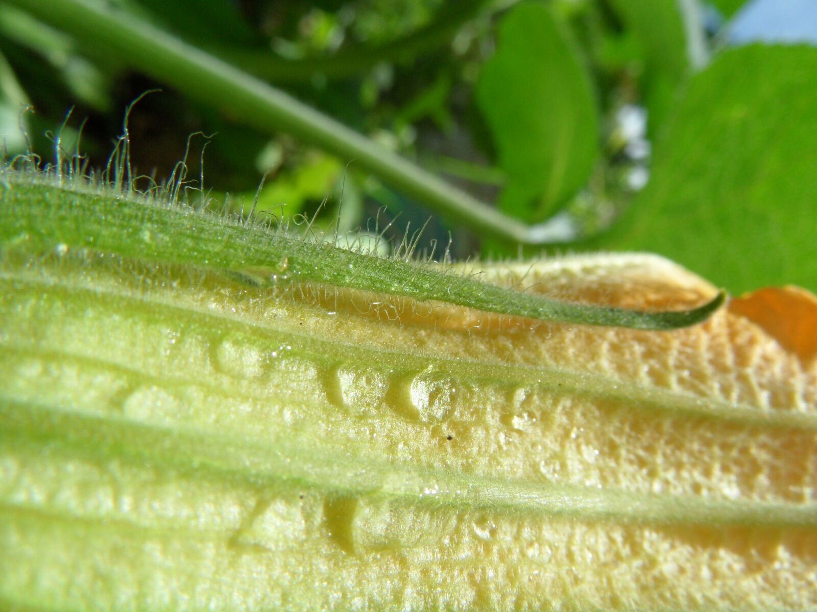 Samsung WB600 / VLUU WB600 /  WB610 sample photo. Pumpkin flower, raindrops, garden photography