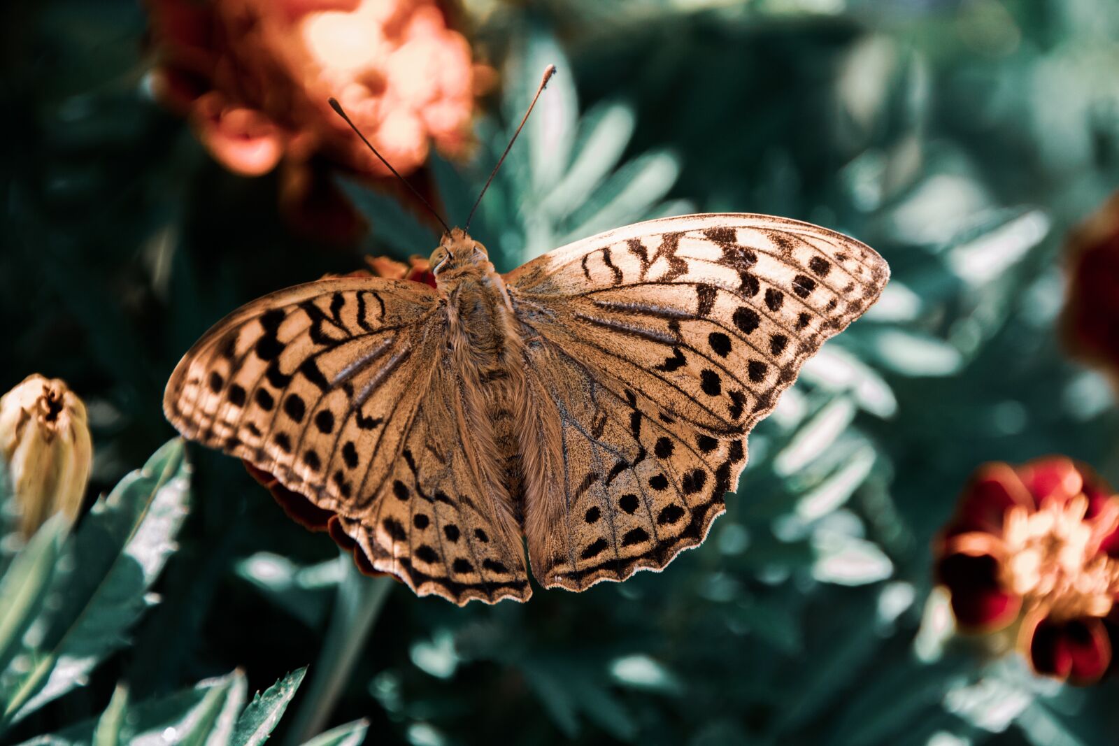 Canon EOS 750D (EOS Rebel T6i / EOS Kiss X8i) sample photo. Butterfly, insect, wings photography