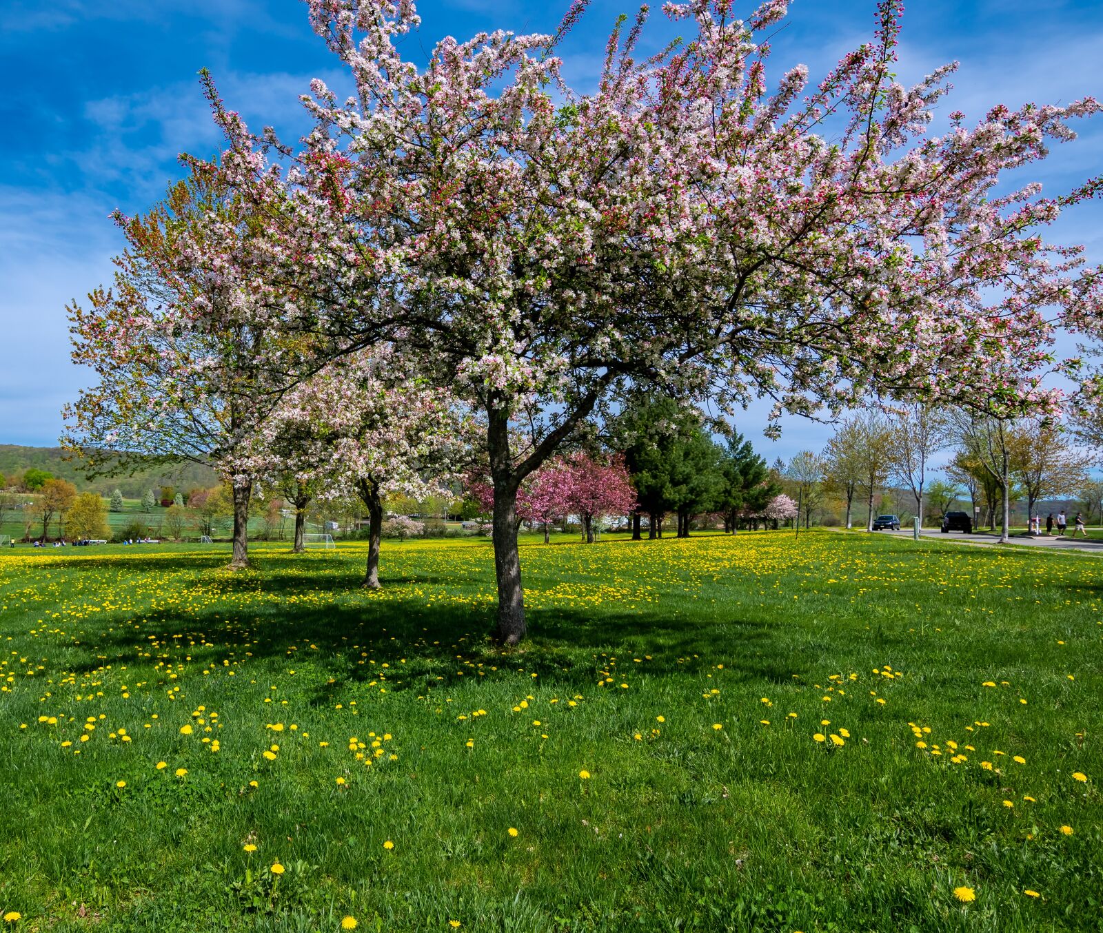 Nikon D500 sample photo. Springtime, spring, nature photography