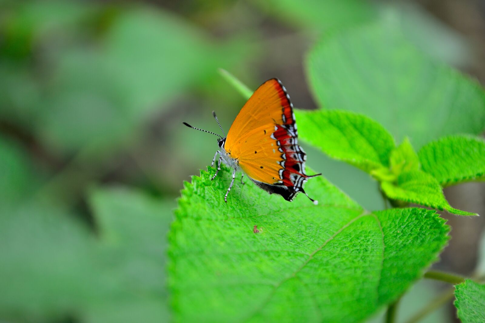 Nikon D3200 sample photo. Insect, butterfly, macro photography