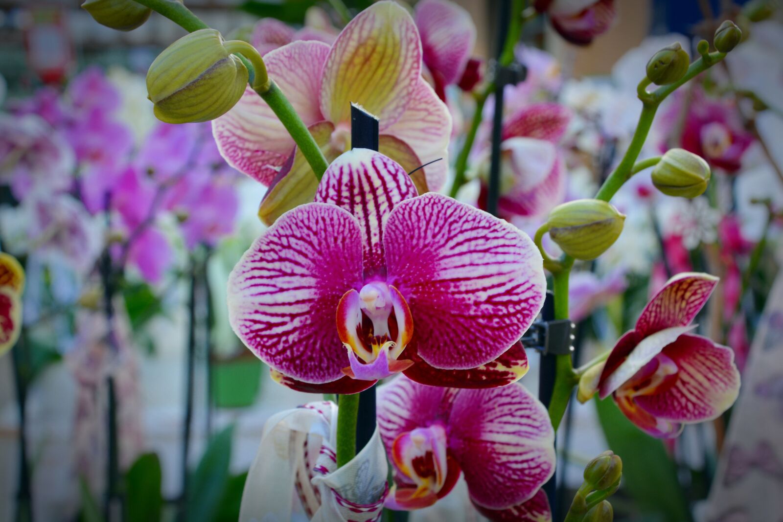 Nikon D5200 sample photo. Orchid, flower, blossom photography