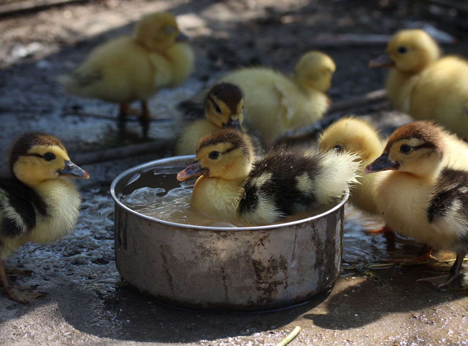 Canon EF-S 60mm F2.8 Macro USM sample photo. Duckling, fluffy, cute photography