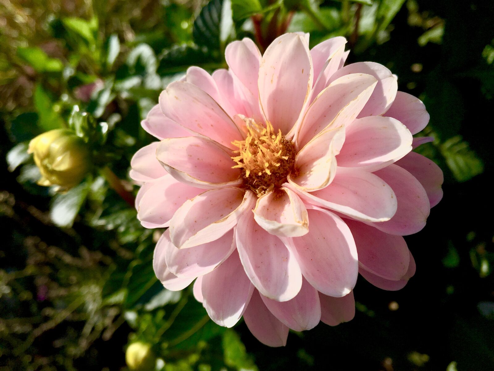 Apple iPhone 6s sample photo. Flower, garden, pink photography