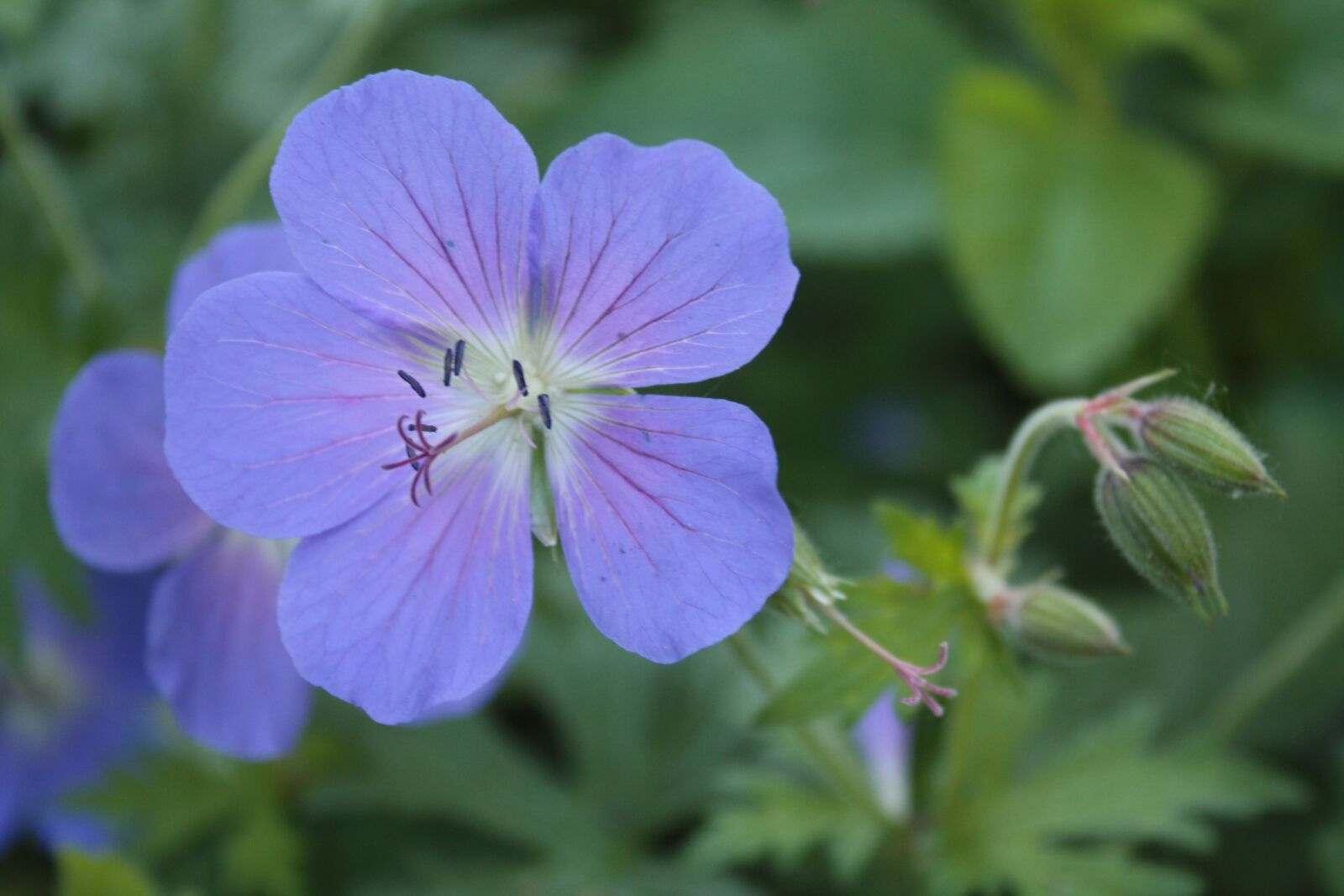 Canon EOS 450D (EOS Rebel XSi / EOS Kiss X2) sample photo. Cranesbill, geranium, meadow cranesbill photography