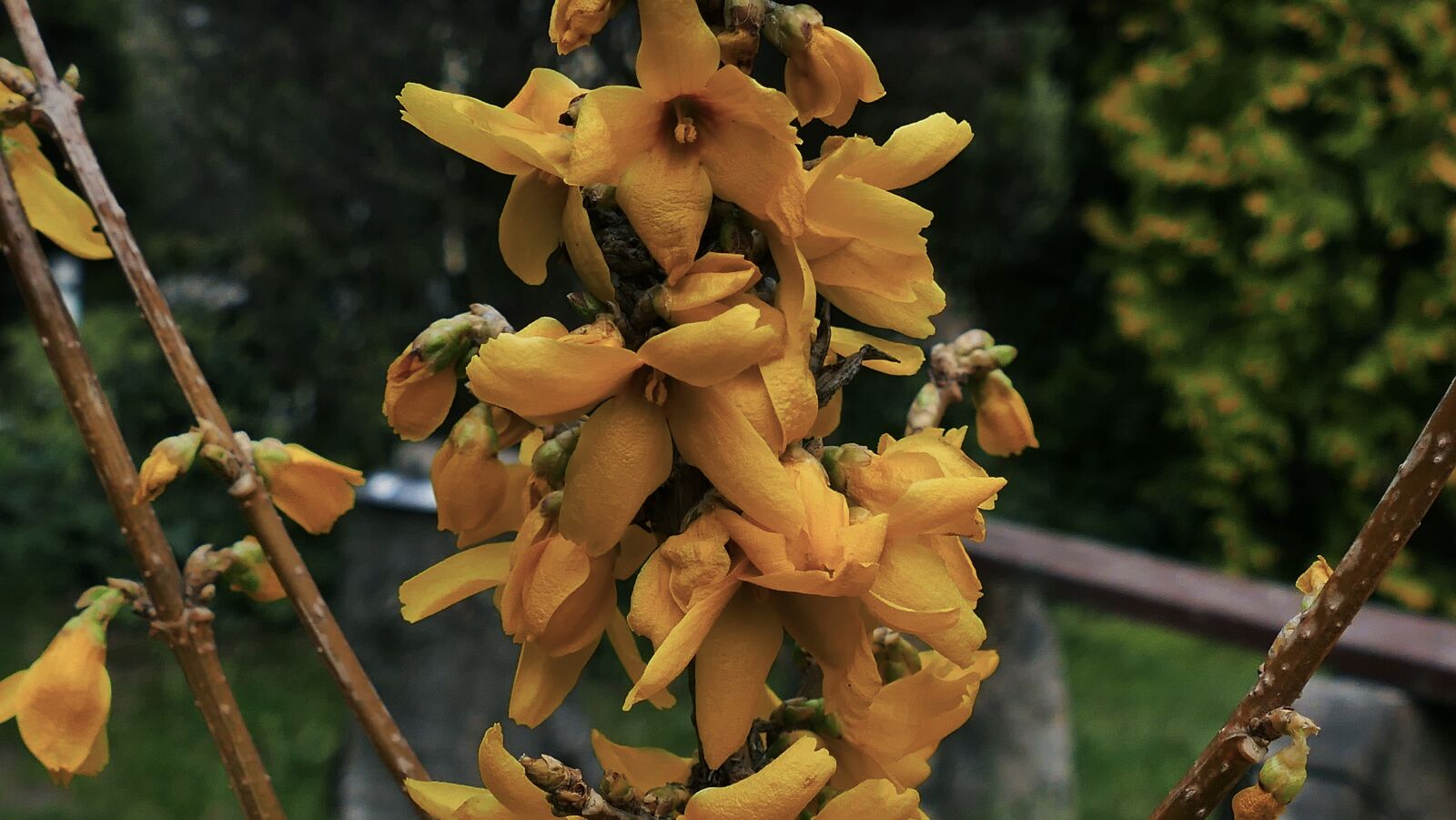 Panasonic Lumix DMC-FZ1000 sample photo. Forsythia, flower, yellow photography