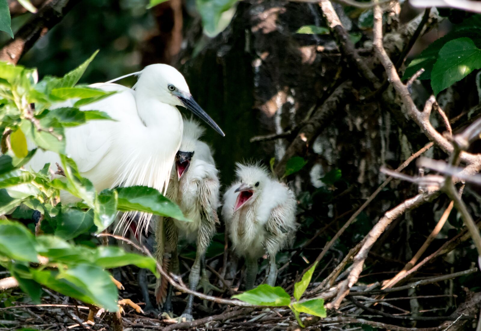 Nikon D5500 sample photo. Egret, bird, chicks photography
