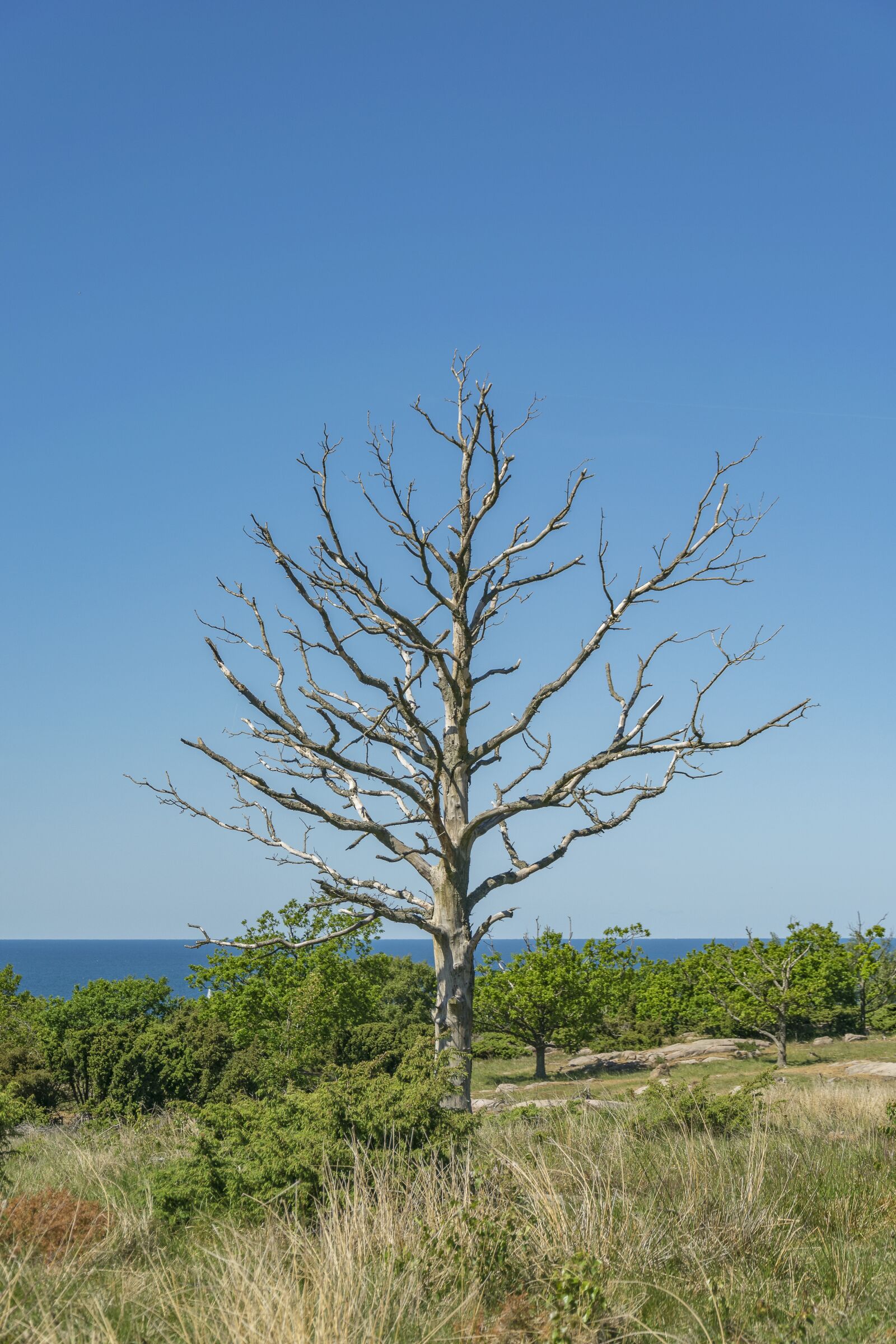 Nikon D5300 sample photo. Nature, landscape, tree photography