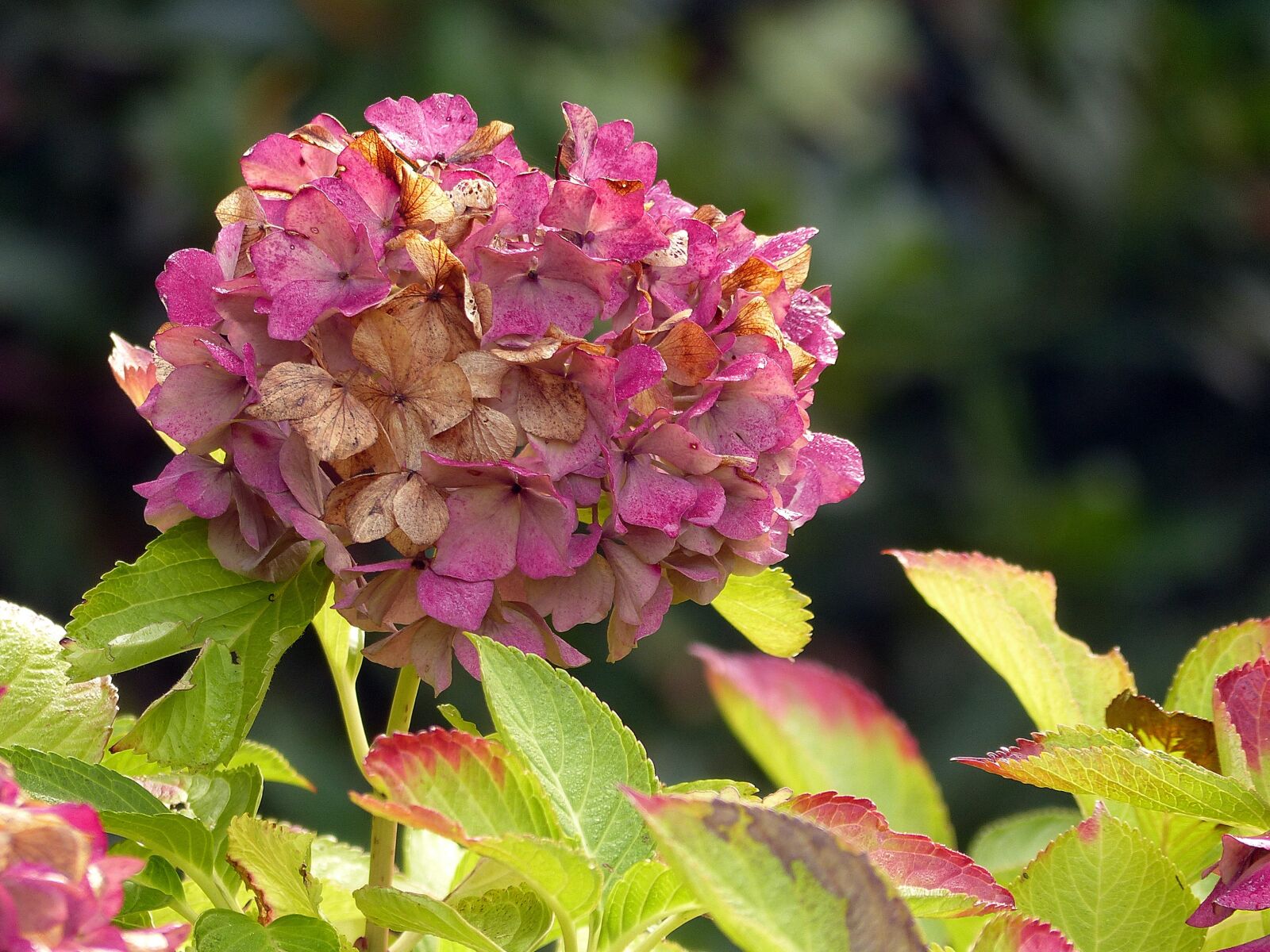 Panasonic Lumix DMC-FZ200 sample photo. Hydrangea, flower, nature photography