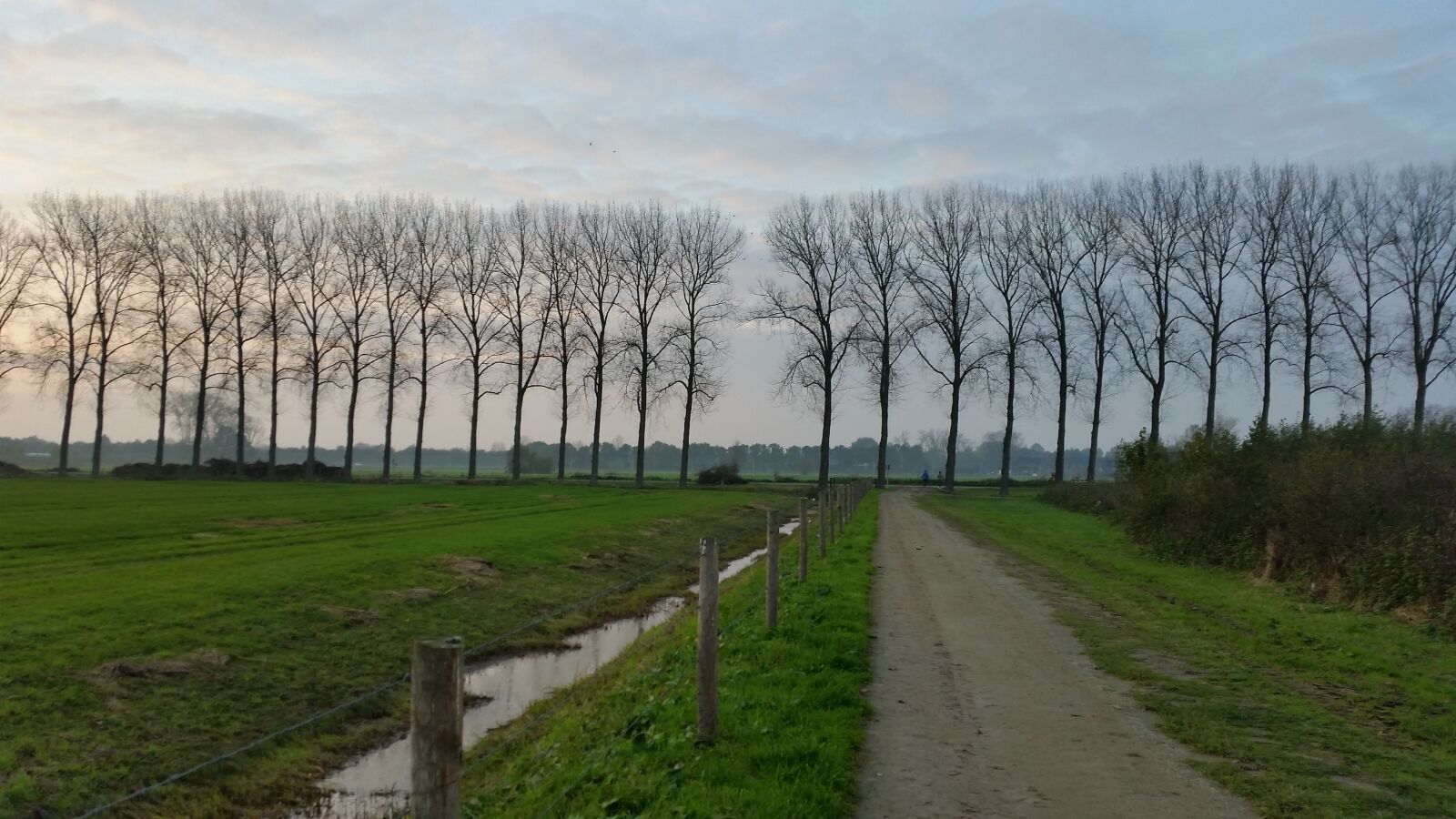 Samsung Galaxy S5 sample photo. Row of trees, road photography