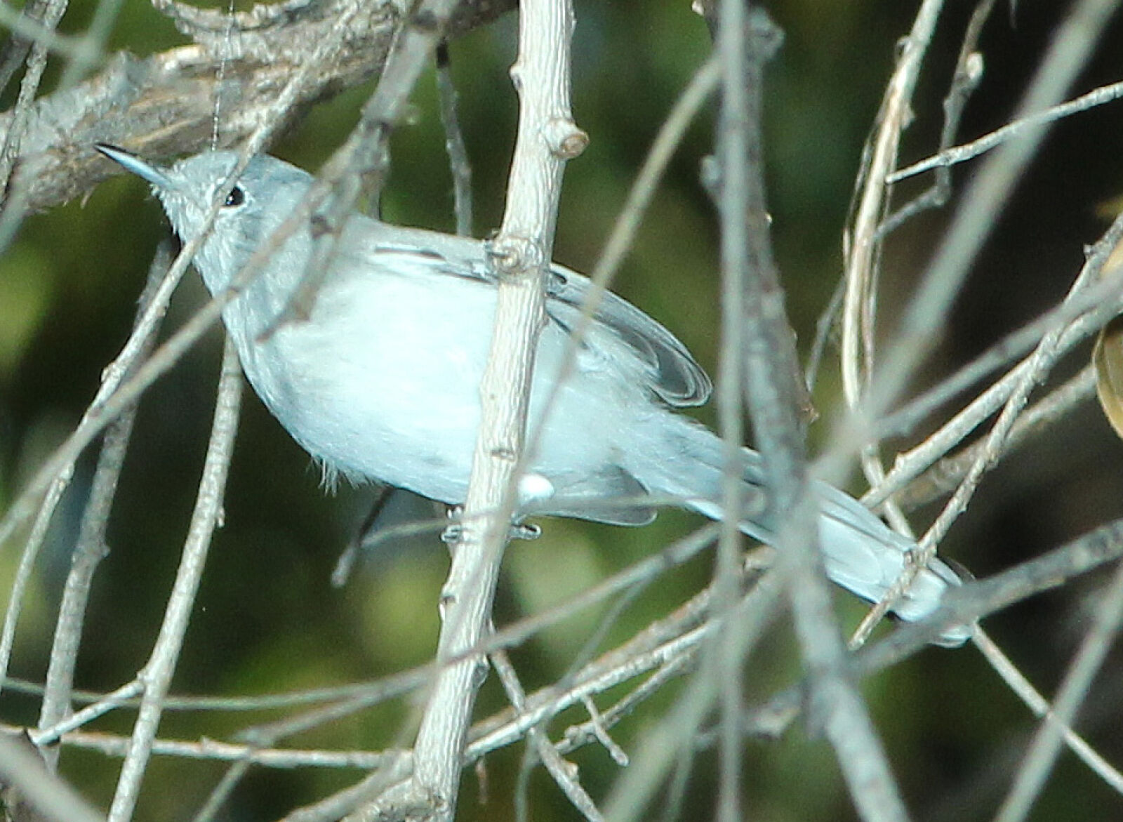 Canon EF 300mm F4L IS USM sample photo