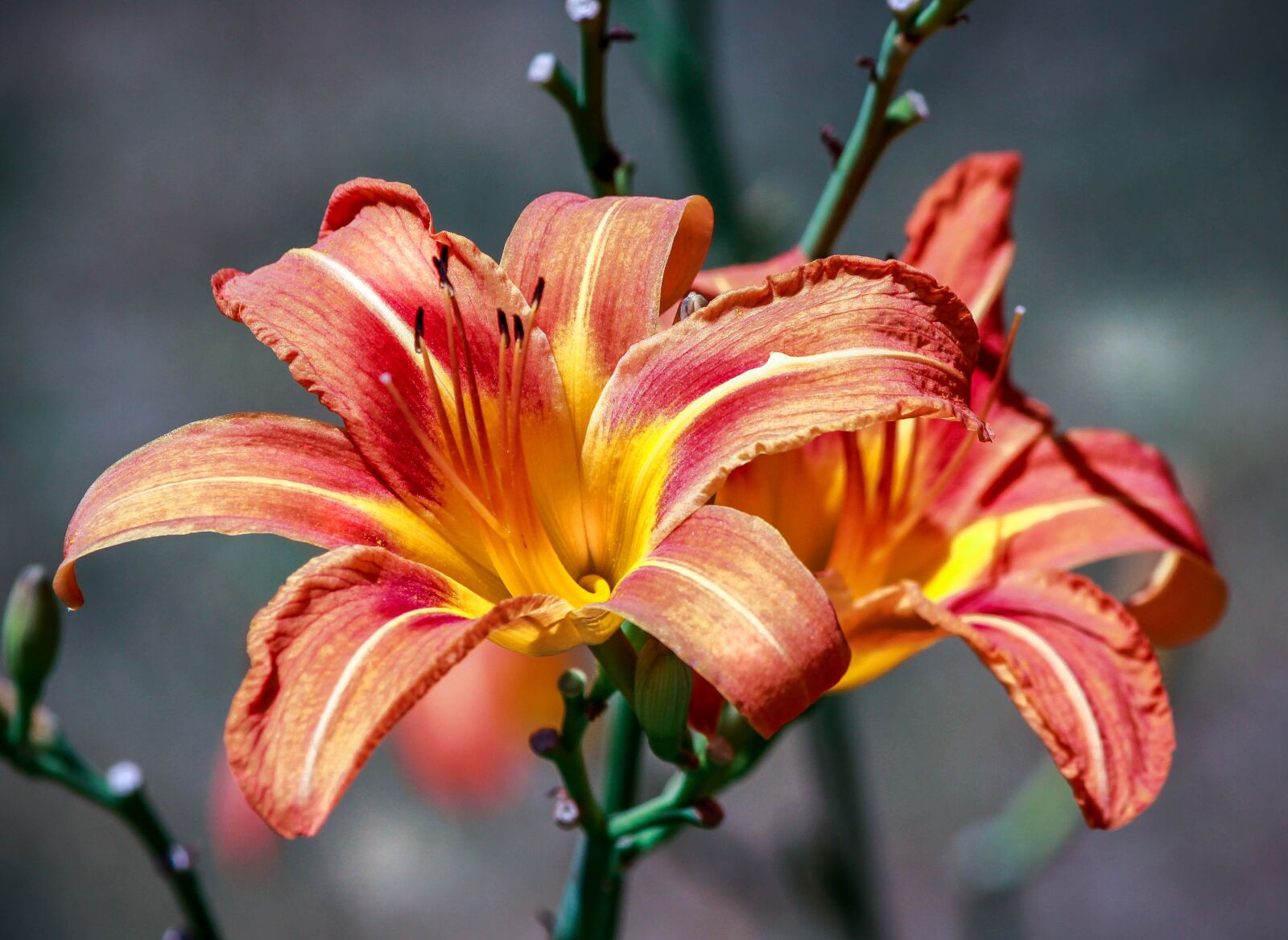 Canon EOS 600D (Rebel EOS T3i / EOS Kiss X5) sample photo. Daylily, day lily, orange photography