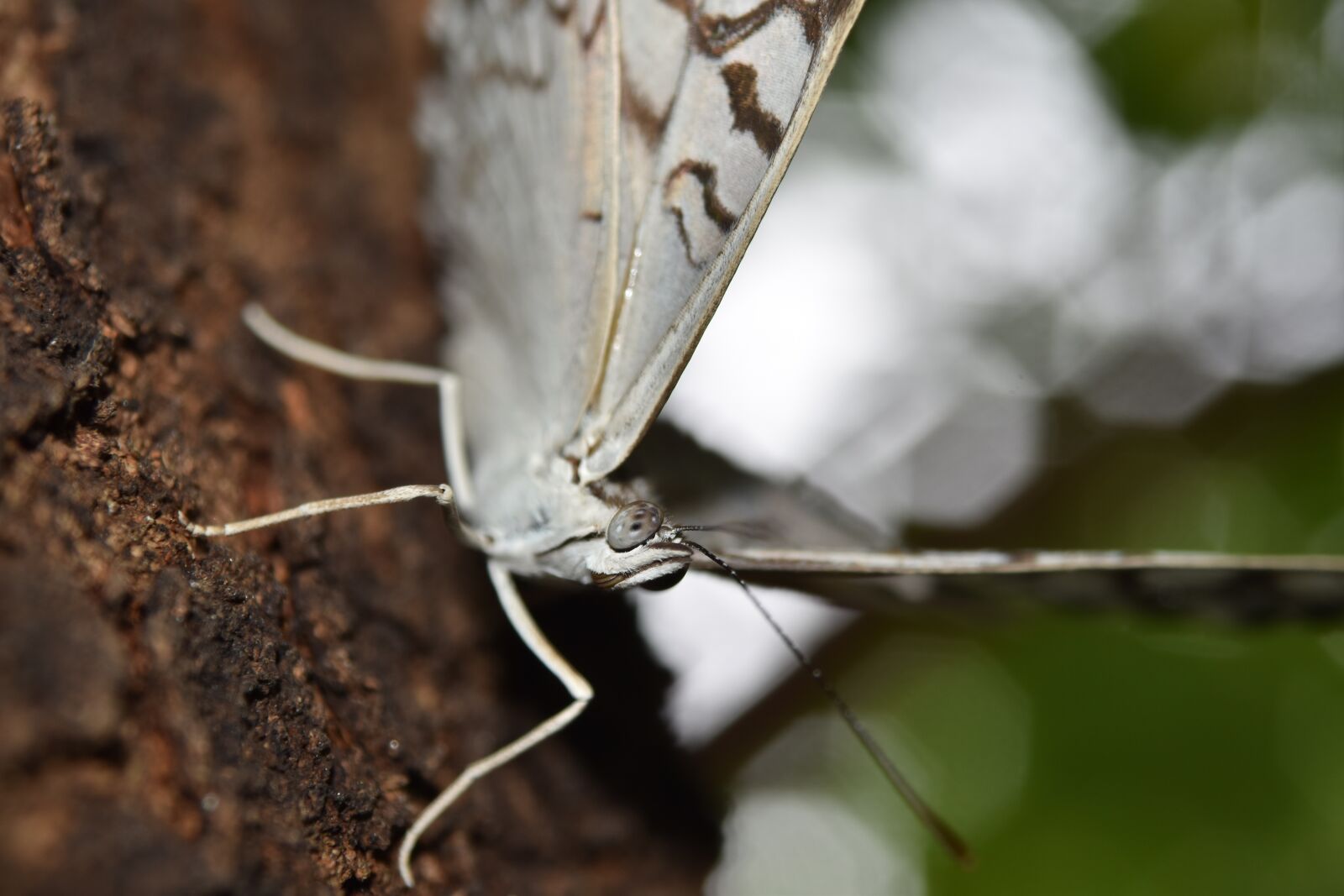 Nikon D5500 sample photo. Arthropoda, arthropod, insecta photography
