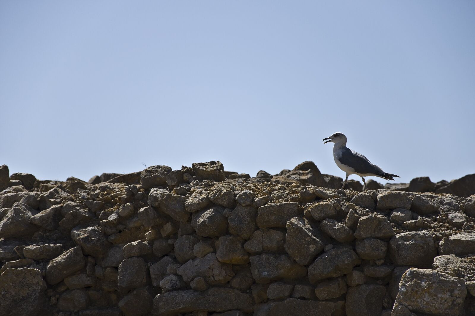 Nikon D90 sample photo. Seagull, empúries, rocks photography