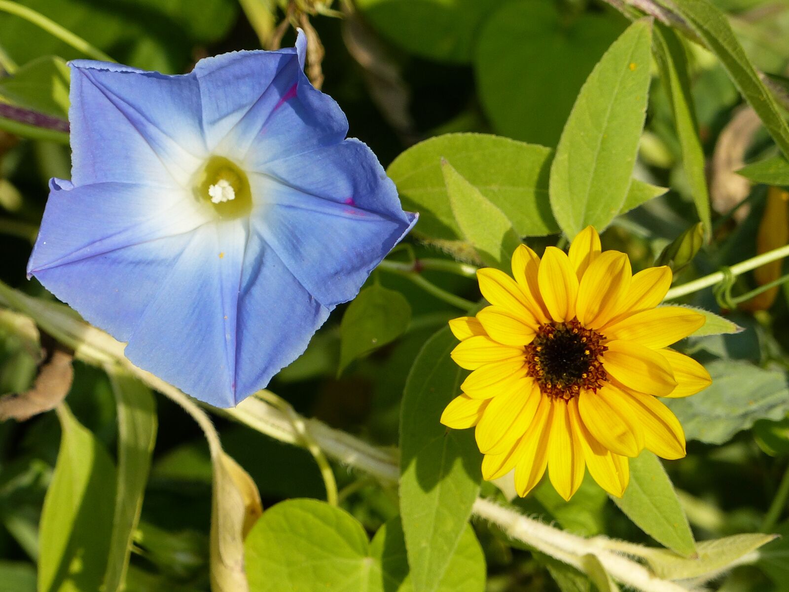 Panasonic Lumix DMC-FZ200 sample photo. Summer flower, blossom, bloom photography