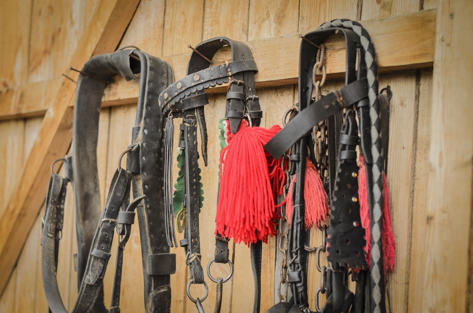 Nikon D5100 sample photo. Horse, tool, harness photography