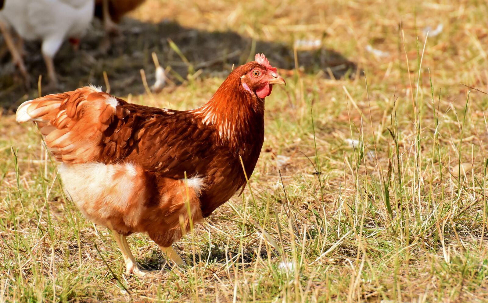 Nikon D7200 sample photo. Chicken, poultry, plumage photography