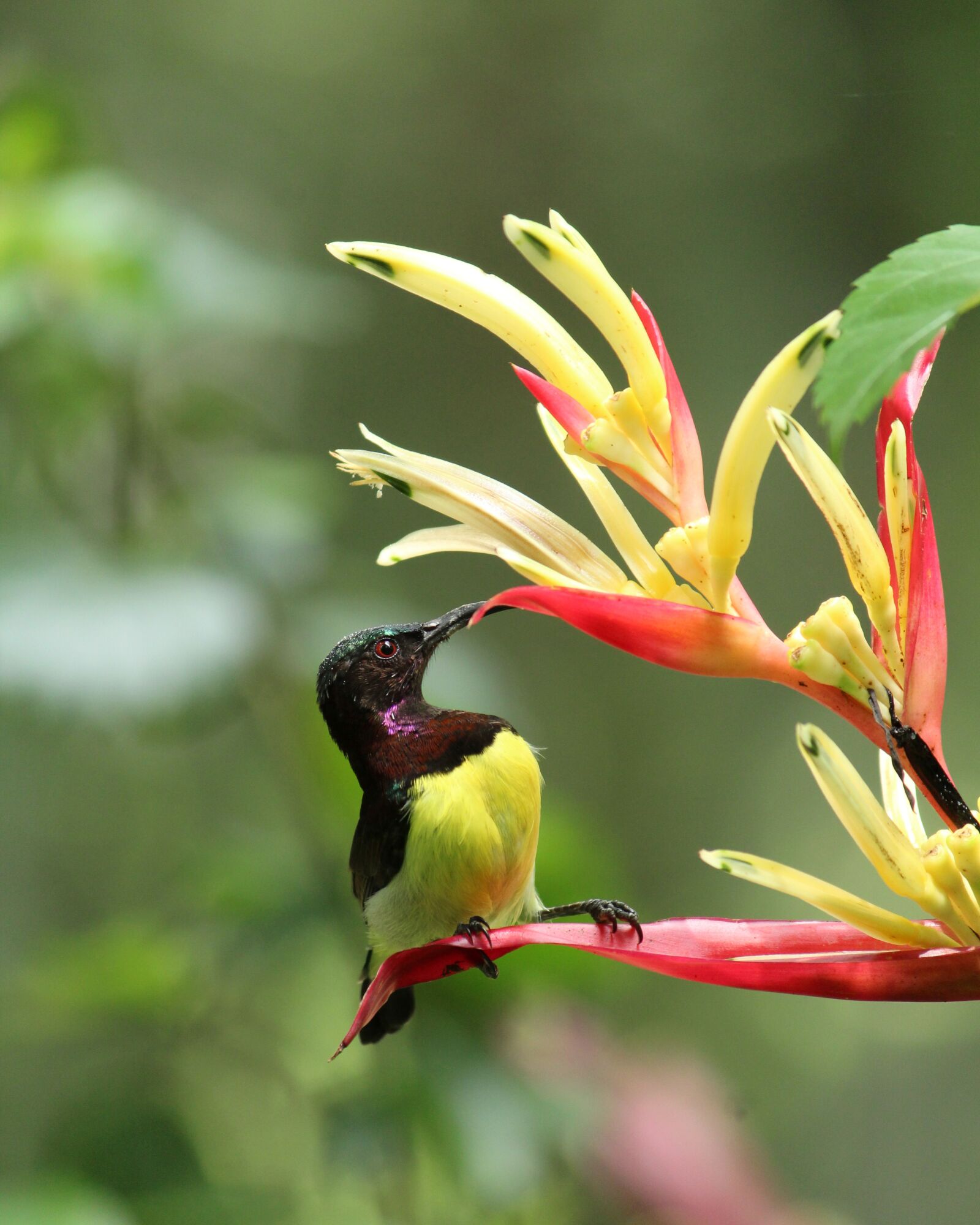 Canon EOS 1300D (EOS Rebel T6 / EOS Kiss X80) sample photo. Kerala, india, sunbird photography