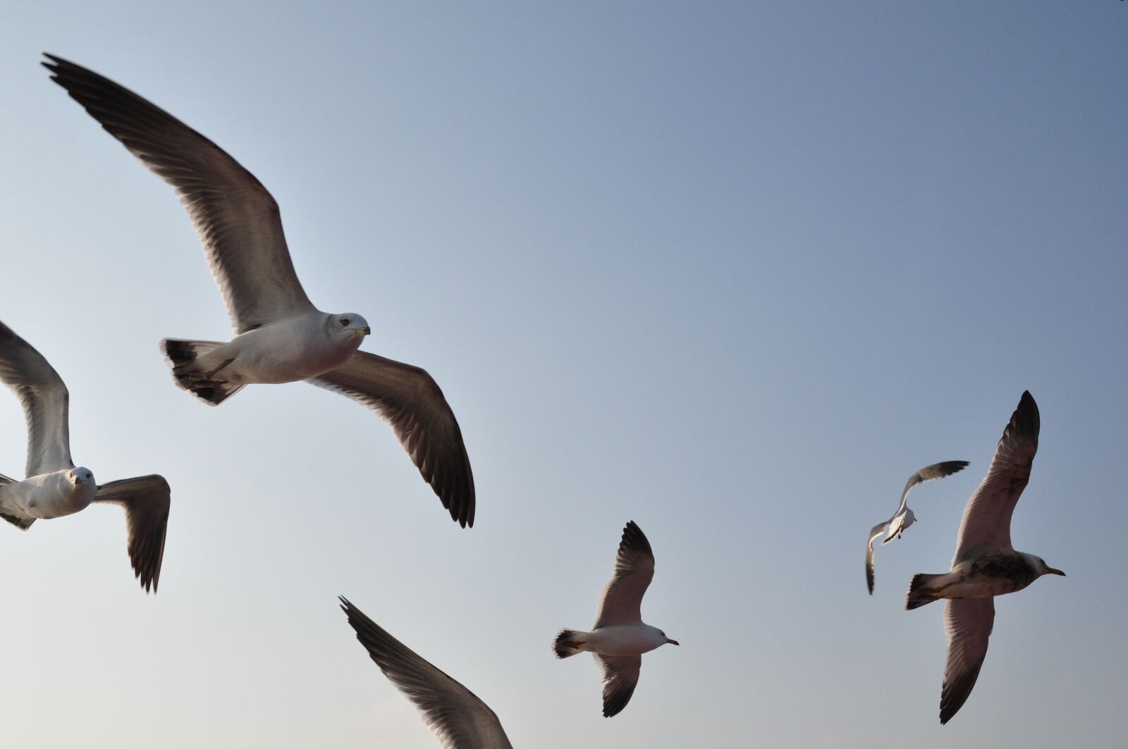 Nikon D90 sample photo. Seagull, emergency, flight photography