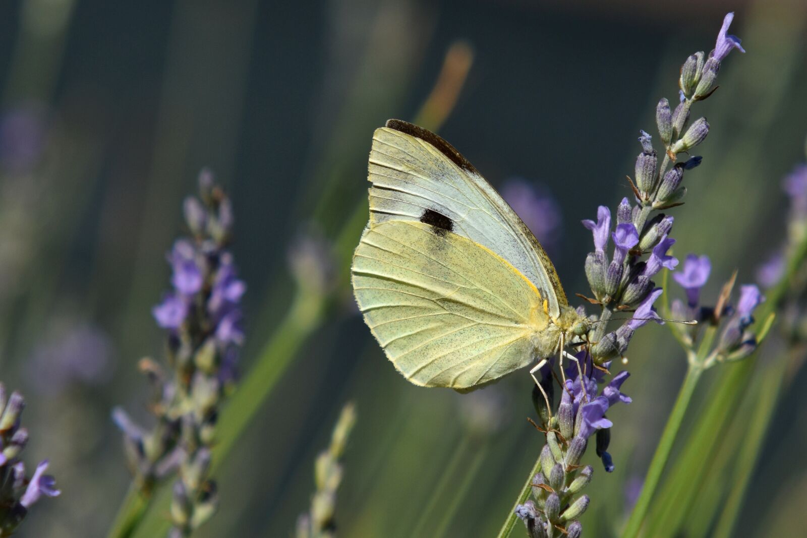 Nikon D3500 sample photo. Lavender, pieris, plant photography