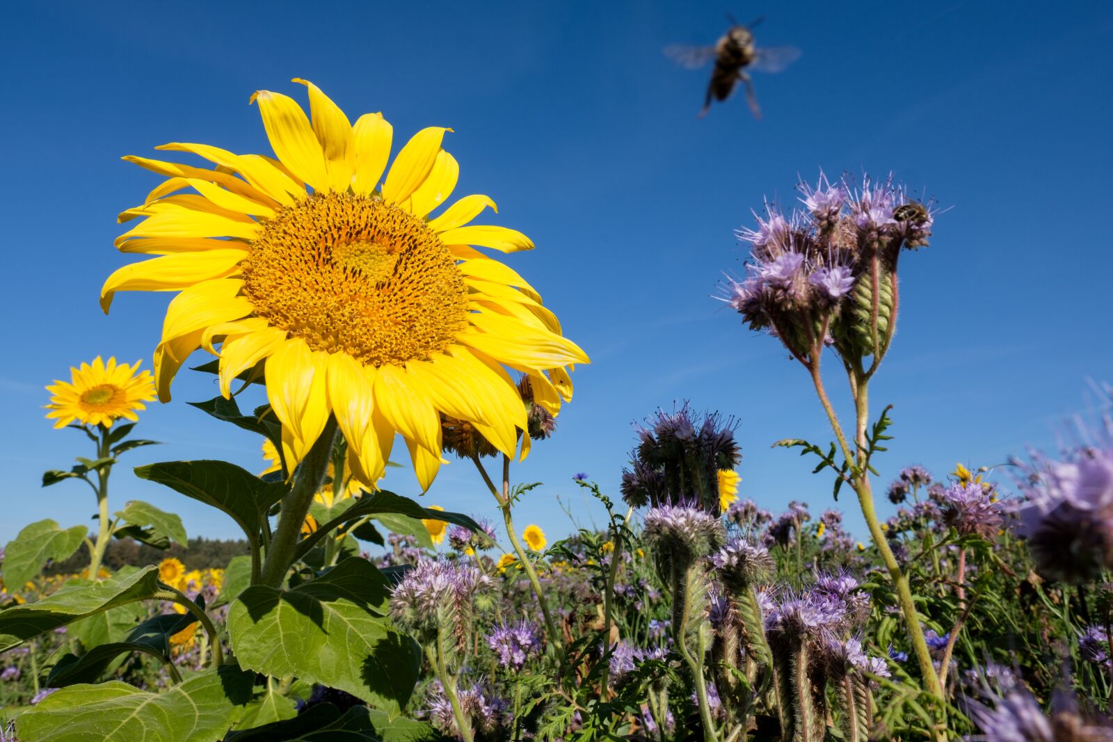 Fujifilm X-T2 + Fujifilm XF 16mm F1.4 R WR sample photo. Sunflower, flower, summer photography