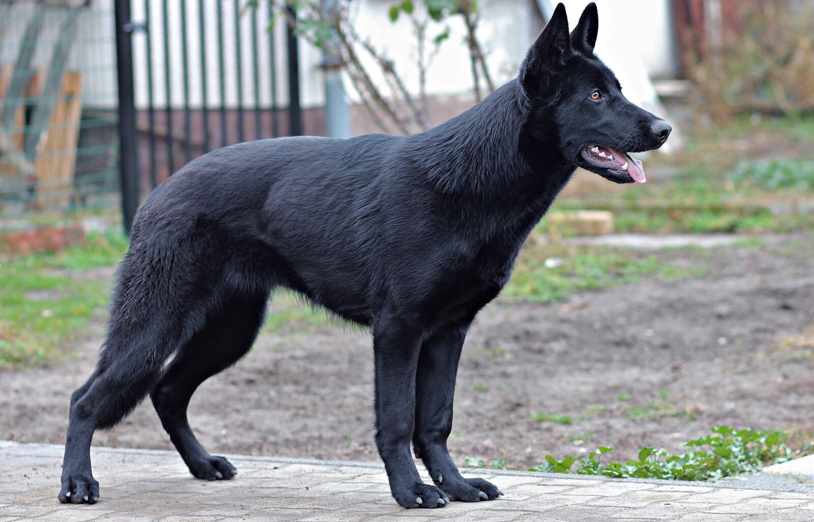Canon EOS 600D (Rebel EOS T3i / EOS Kiss X5) sample photo. Black german shepherd, dog photography