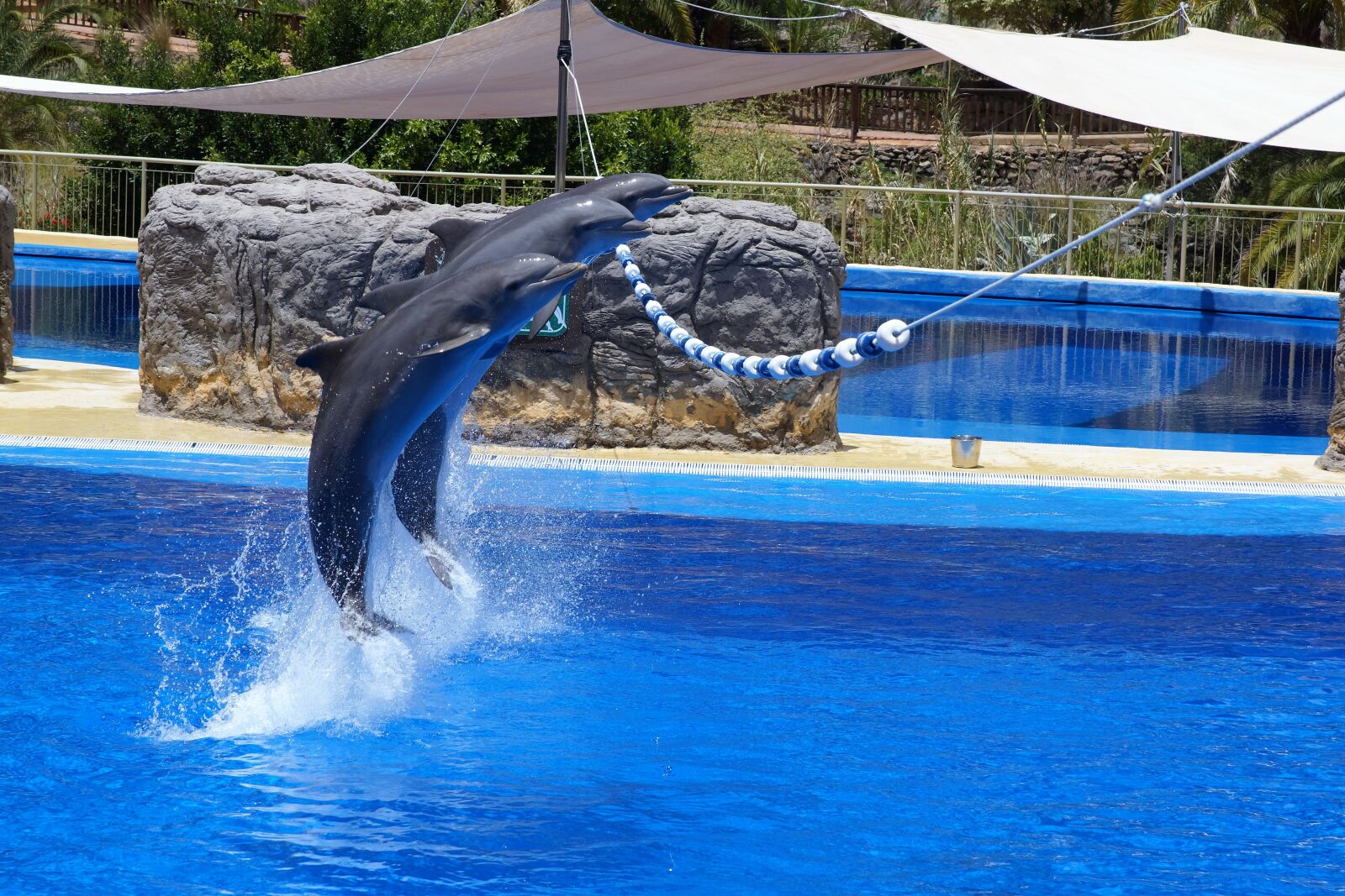 Sony SLT-A65 (SLT-A65V) + 24-70mm F2.8 sample photo. Dolphin, water, zoo photography