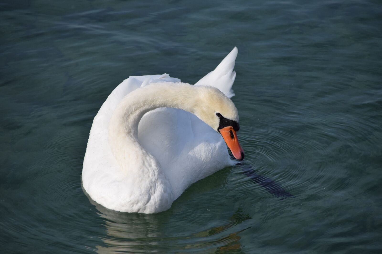 Nikon D5300 sample photo. Animals, birds, swans photography