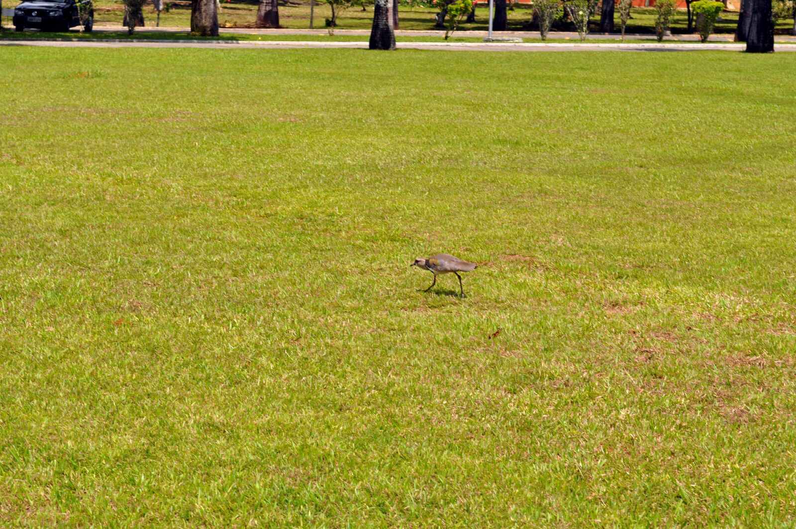 Nikon D5000 sample photo. Birds, hopping, lawn, grass photography