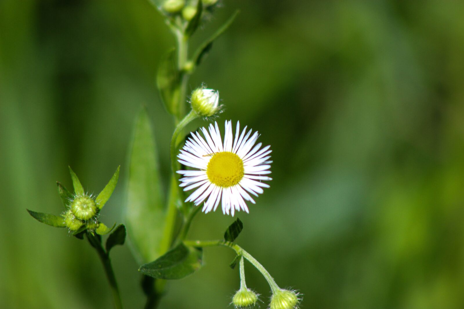 Canon EOS 600D (Rebel EOS T3i / EOS Kiss X5) sample photo. Small flower, wild flower photography