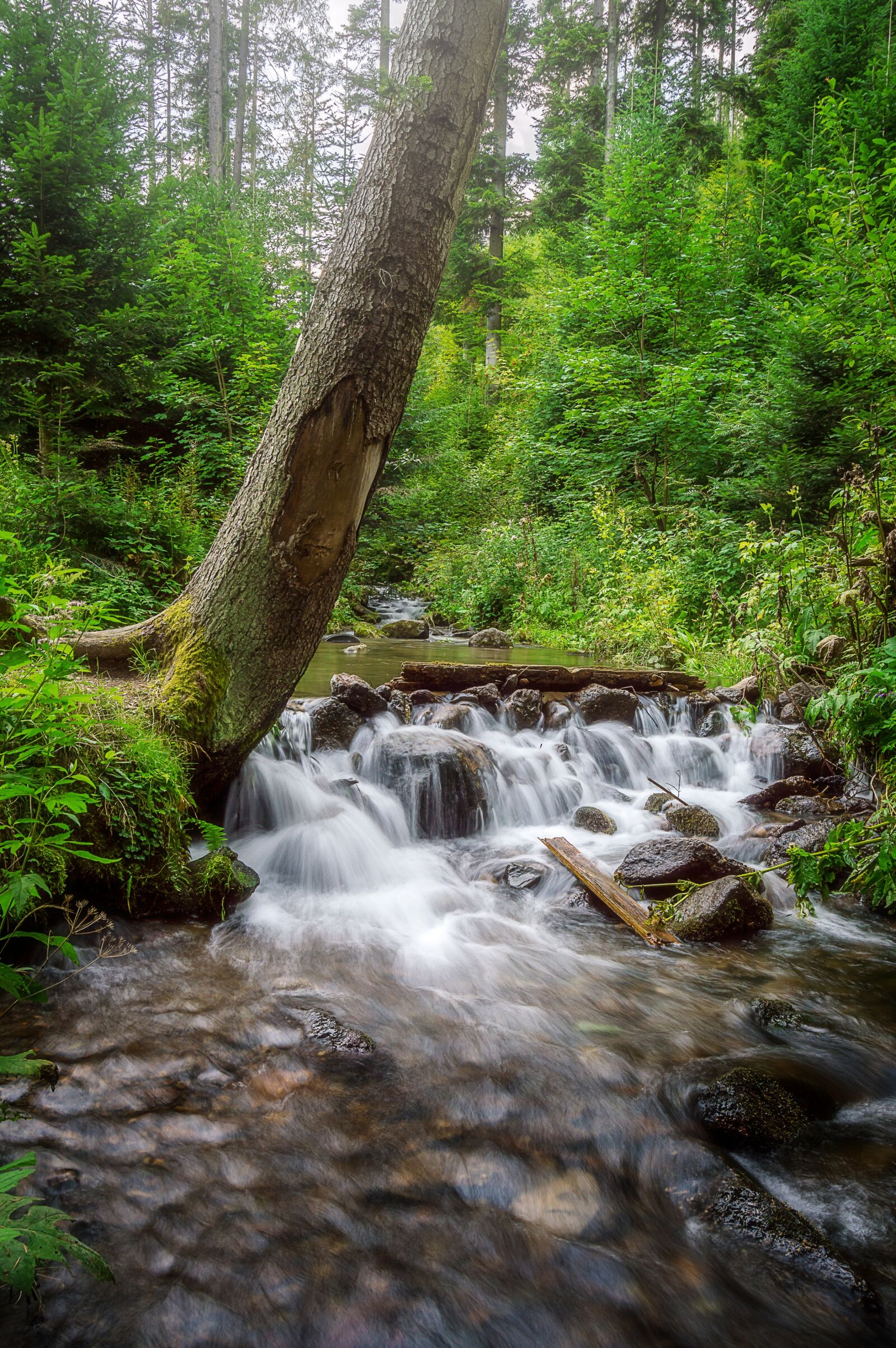 Nikon D3200 sample photo. Forest, green, trees photography