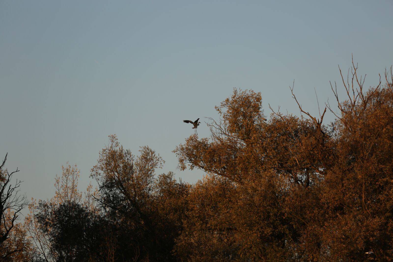 Canon EOS 5D Mark III sample photo. Heron, flight, grey photography