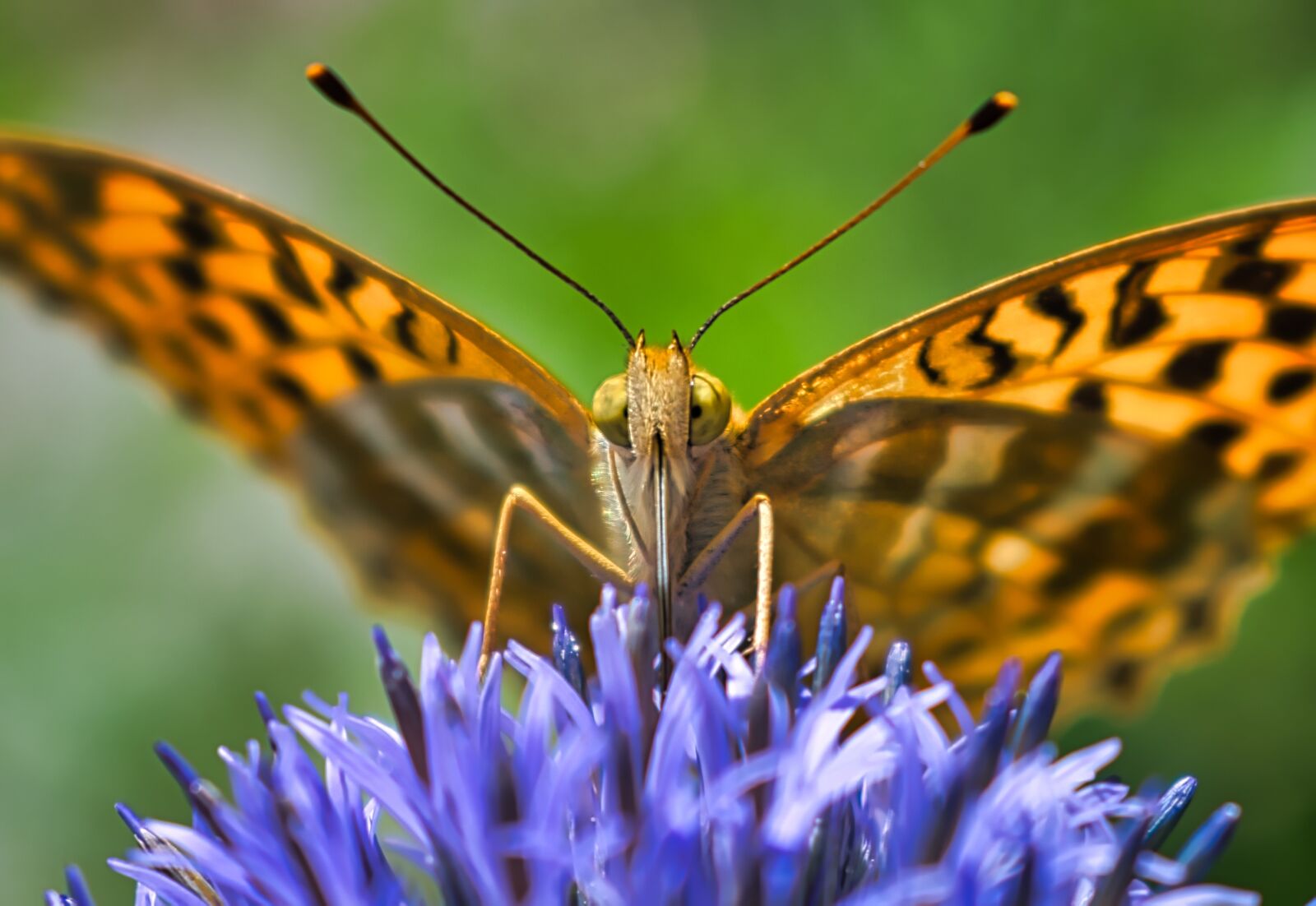 Nikon D3400 sample photo. Butterfly, orange, wings photography