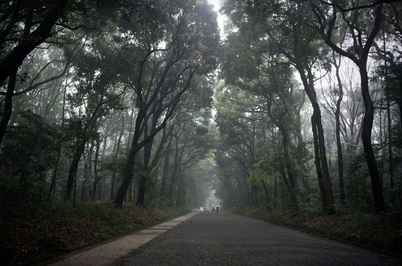 Ricoh GR + GR Lens sample photo. Forest, nature, abstract photography