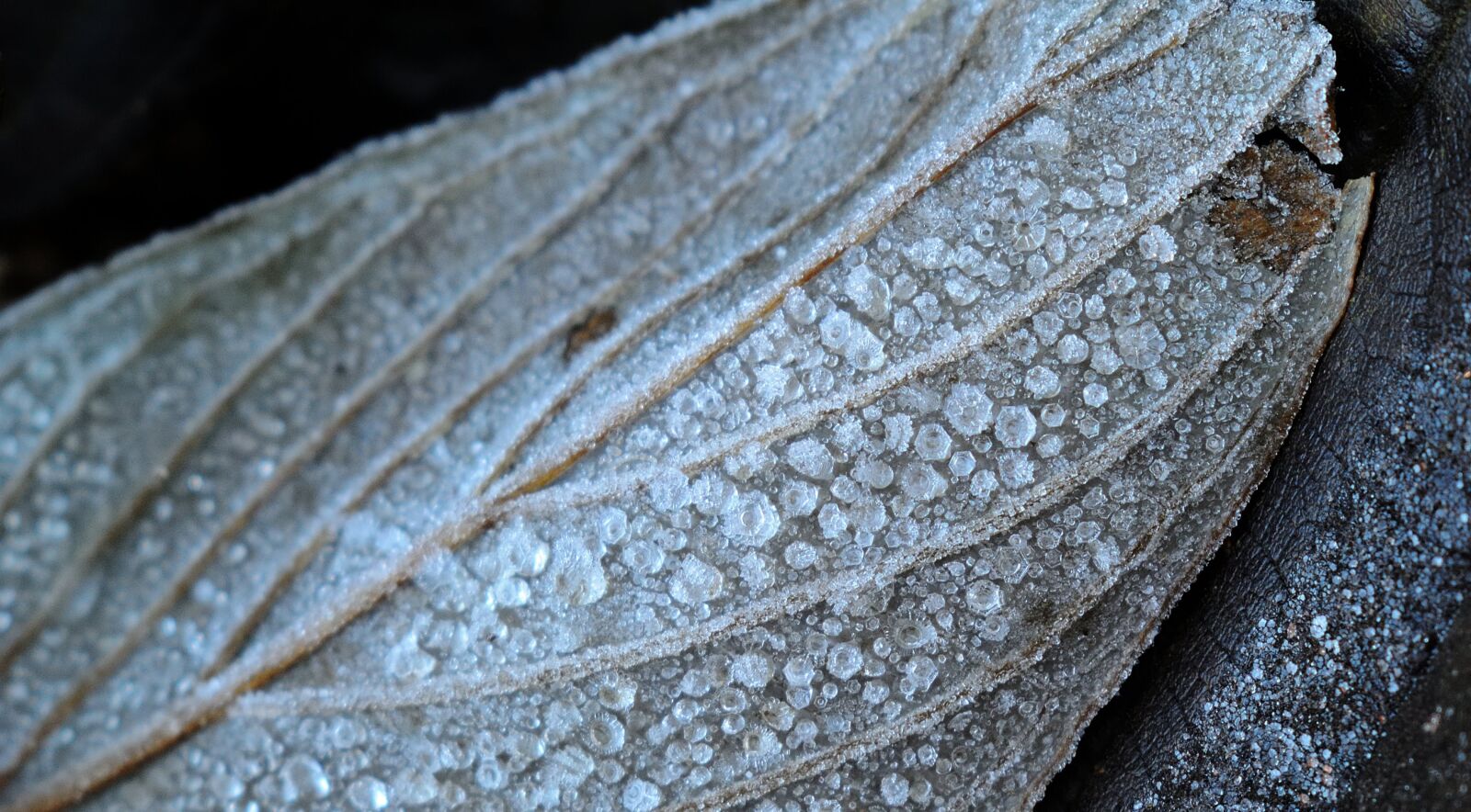 VR 18-55mm f/3.5-5.6G sample photo. Frost, ice, winter photography
