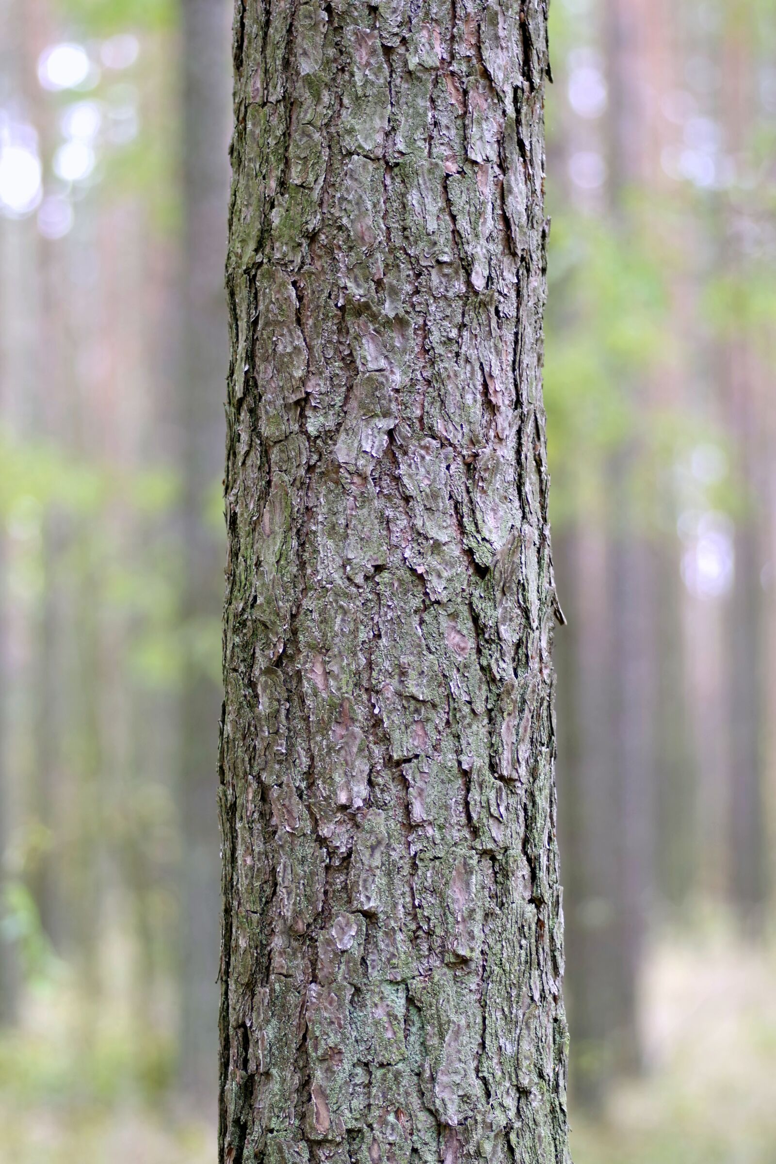 Pentax K-S2 sample photo. Trunk, tree, spruce photography