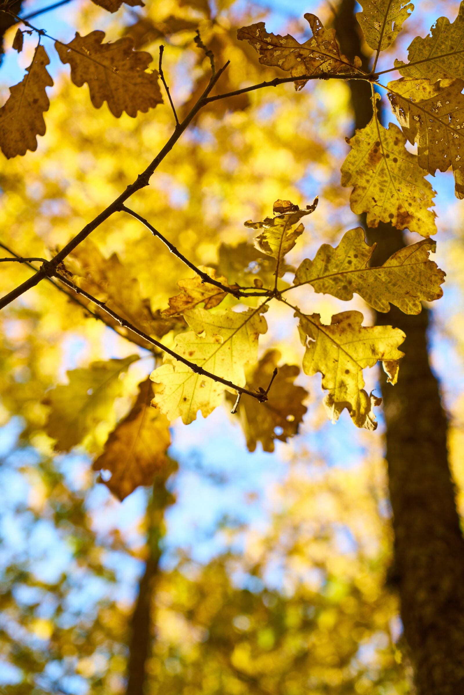 Sony a7R II sample photo. Autumn, season, landscape photography